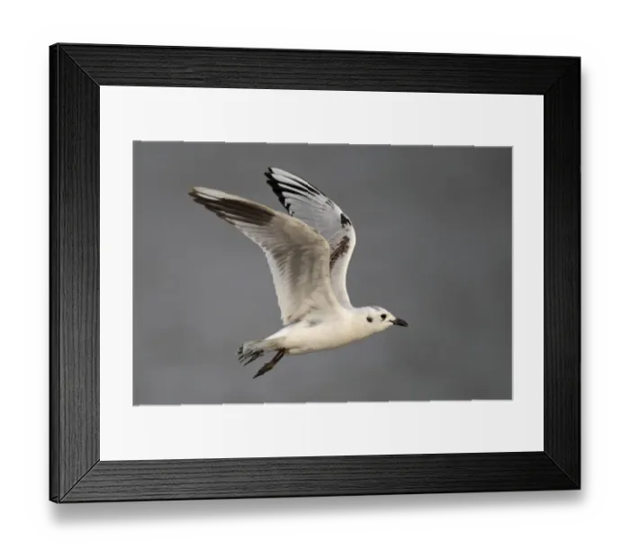 Framed Print : Saunders's Gull (Chroicocephalus saundersi) immature, first winter plumage, in flight over mudflats, Mai Po Nature Reserve, Hong Kong, China, december Framed Print : Saunders's Gull (Chroicocephalus saundersi) immature, first winter plumage, in flight over mudflats, Mai Po Nature Reserve, Hong Kong, China, december