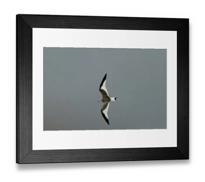 Framed Print : Sabine's Gull (Larus sabini) juvenile, in flight, New Brighton, Wirral Peninsula, Merseyside, England, september Framed Print : Sabine's Gull (Larus sabini) juvenile, in flight, New Brighton, Wirral Peninsula, Merseyside, England, september