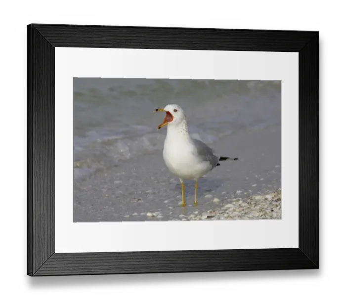 Framed Print : Ring-billed Gull (Larus delawarensis) adult, winter plumage, calling, standing on shore, Sanibel Island, Florida, U. S. A Framed Print : Ring-billed Gull (Larus delawarensis) adult, winter plumage, calling, standing on shore, Sanibel Island, Florida, U. S. A