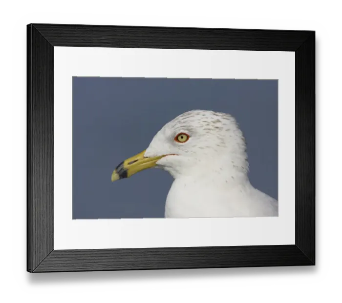 Framed Print : Ring-billed Gull (Larus delawarensis) adult, winter plumage, close-up of head, Fort de Soto, Florida, U. S. A Framed Print : Ring-billed Gull (Larus delawarensis) adult, winter plumage, close-up of head, Fort de Soto, Florida, U. S. A