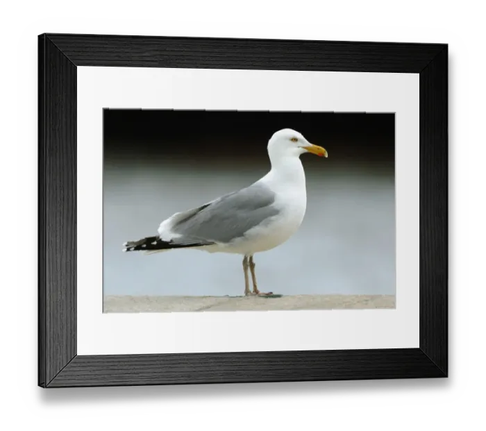 Framed Print : American Herring Gull (Larus smithsonianus) adult, summer plumage, standing, Ellis Island, New York City, New York State, U. S. A. april