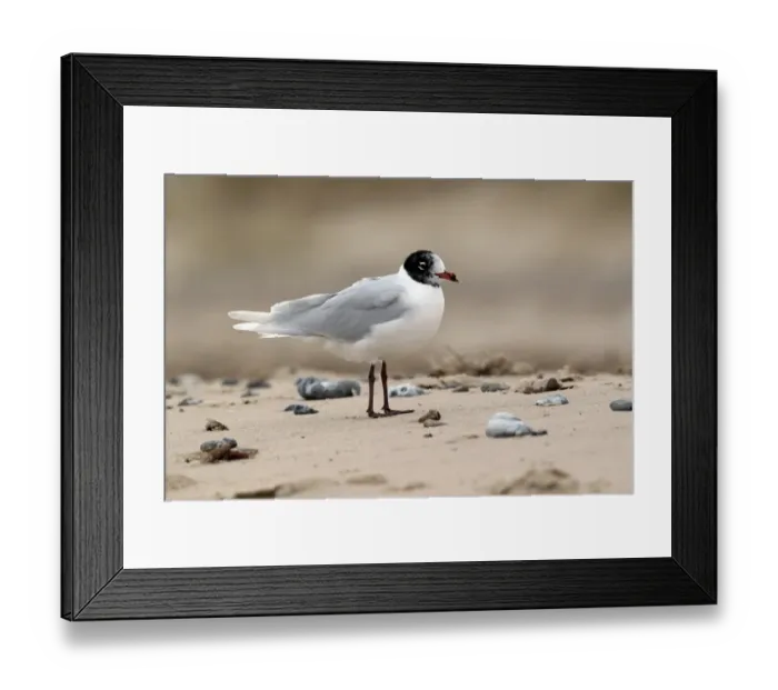 Framed Print : Mediterranean Gull (Larus melanocephalus) adult, moulting into summer plumage, standing on beach, Norfolk, England, march Framed Print : Mediterranean Gull (Larus melanocephalus) adult, moulting into summer plumage, standing on beach, Norfolk, England, march