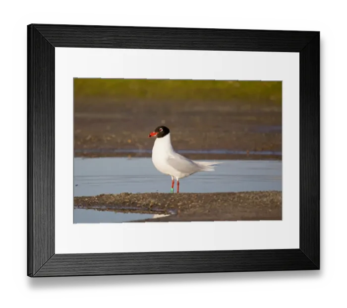 Framed Print : Mediterranean Gull (Larus melanocephalus) adult, summer plumage, standing in pool, Suffolk, England, february