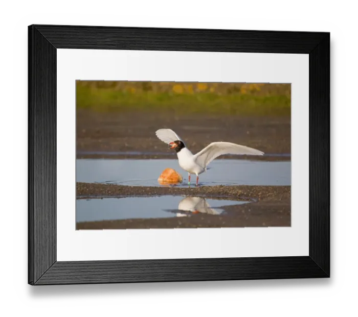 Framed Print : Mediterranean Gull (Larus melanocephalus) adult, summer plumage, feeding on bread in pool, Suffolk, England, february Framed Print : Mediterranean Gull (Larus melanocephalus) adult, summer plumage, feeding on bread in pool, Suffolk, England, february