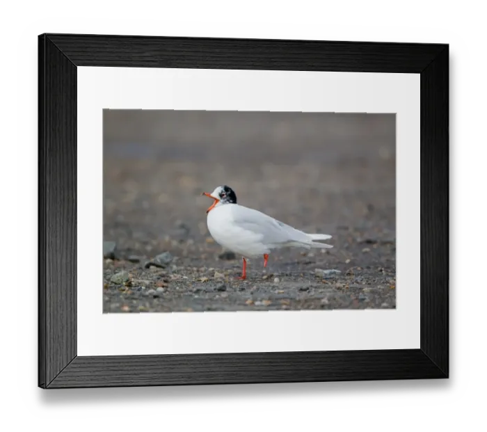 Framed Print : Mediterranean Gull (Larus melanocephalus) adult, entering summer plumage, with missing foot, yawning, Suffolk, England, february Framed Print : Mediterranean Gull (Larus melanocephalus) adult, entering summer plumage, with missing foot, yawning, Suffolk, England, february