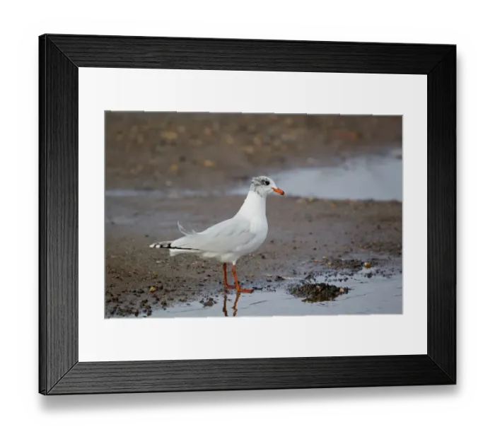 Framed Print : Mediterranean Gull (Larus melanocephalus) immature, second winter plumage, standing on shore, Suffolk, England, february