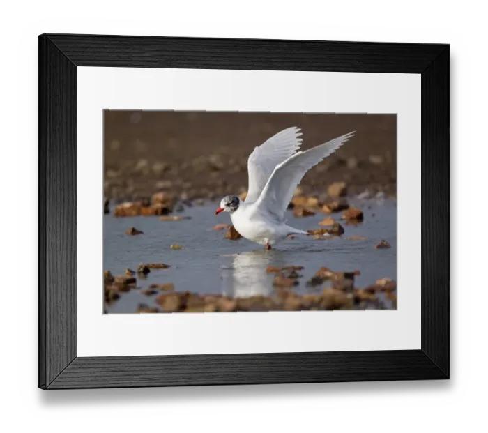 Framed Print : Mediterranean Gull (Larus melanocephalus) adult, entering summer plumage, flapping wings after bathing, Suffolk, England, february Framed Print : Mediterranean Gull (Larus melanocephalus) adult, entering summer plumage, flapping wings after bathing, Suffolk, England, february