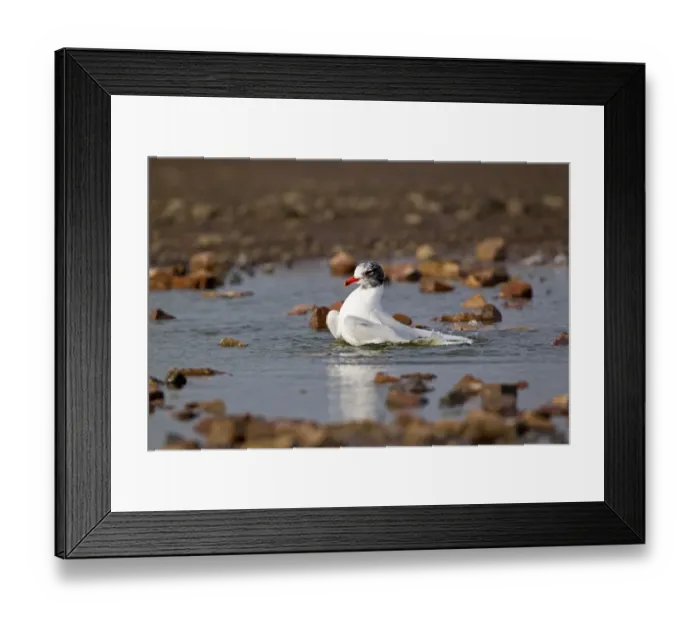 Framed Print : Mediterranean Gull (Larus melanocephalus) adult, entering summer plumage, bathing, Suffolk, England, february Framed Print : Mediterranean Gull (Larus melanocephalus) adult, entering summer plumage, bathing, Suffolk, England, february