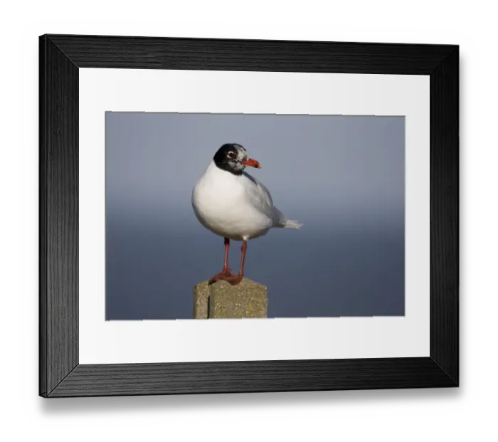 Framed Print : Mediterranean Gull (Larus melanocephalus) adult, standing on post, Norfolk, England, september Framed Print : Mediterranean Gull (Larus melanocephalus) adult, standing on post, Norfolk, England, september
