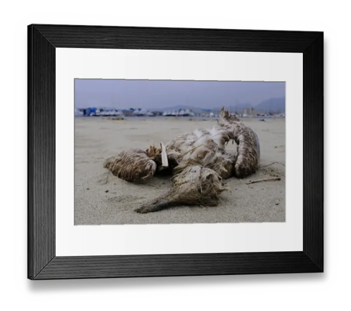 Framed Print : Yellow-legged Gull (Larus michahellis) dead juvenile, washed up on shore near harbour, Italy, january Framed Print : Yellow-legged Gull (Larus michahellis) dead juvenile, washed up on shore near harbour, Italy, january