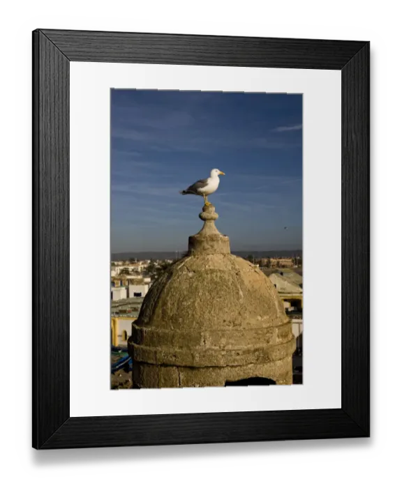 Framed Print : Yellow-legged Gull (Larus michahellis) adult, standing on rooftop in coastal city, Essaouira, Morocco, february Framed Print : Yellow-legged Gull (Larus michahellis) adult, standing on rooftop in coastal city, Essaouira, Morocco, february