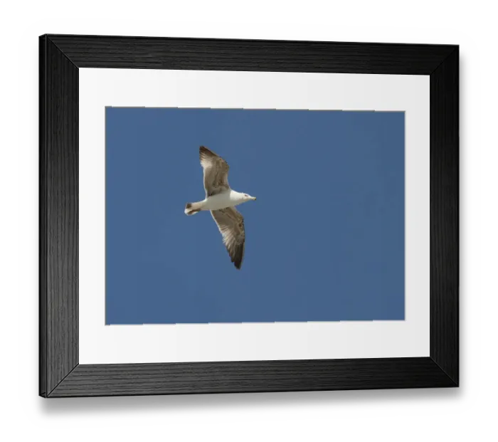 Framed Print : Yellow-legged Gull (Larus michahellis) immature, second summer plumage, in flight, Algarve, Portugal, april Framed Print : Yellow-legged Gull (Larus michahellis) immature, second summer plumage, in flight, Algarve, Portugal, april