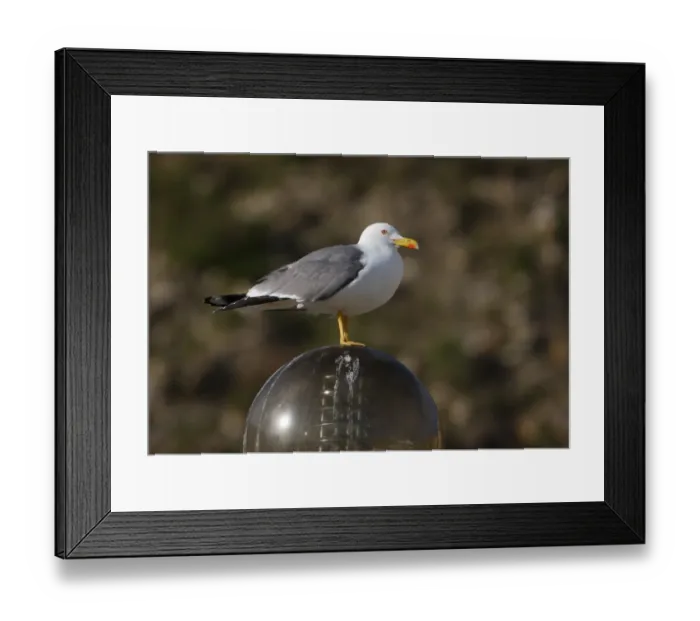 Framed Print : Yellow-legged Gull (Larus michahellis) adult, summer plumage, standing on street light, Algarve, Portugal, april Framed Print : Yellow-legged Gull (Larus michahellis) adult, summer plumage, standing on street light, Algarve, Portugal, april