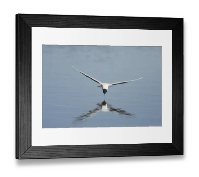 Framed Print : Little Gull (Larus minutus) adult, summer plumage, in flight, feeding on insects from surface of lake, Hailuoto Island, Oulu, Finland Framed Print : Little Gull (Larus minutus) adult, summer plumage, in flight, feeding on insects from surface of lake, Hailuoto Island, Oulu, Finland