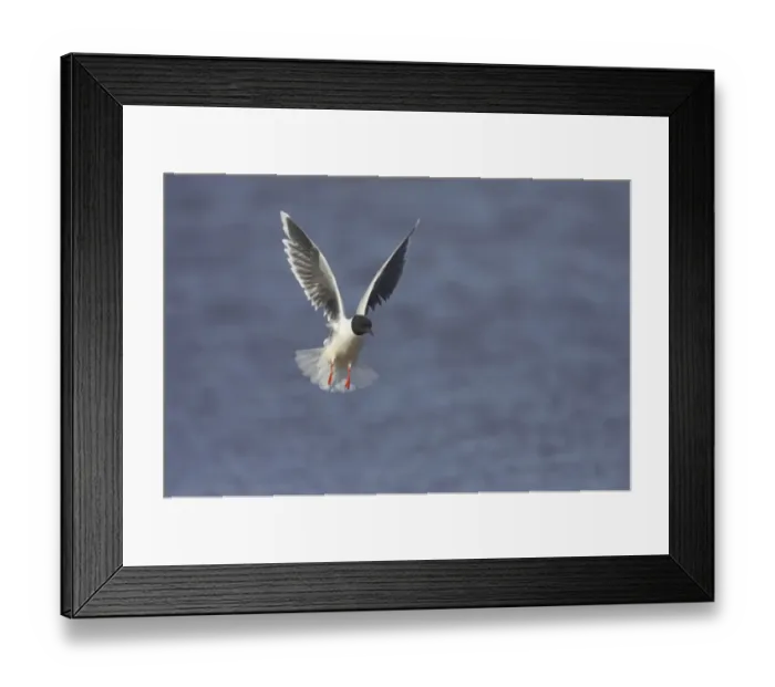 Framed Print : Little Gull (Larus minutus) adult, summer plumage, in flight over lake, Hailuoto Island, Oulu, Finland Framed Print : Little Gull (Larus minutus) adult, summer plumage, in flight over lake, Hailuoto Island, Oulu, Finland