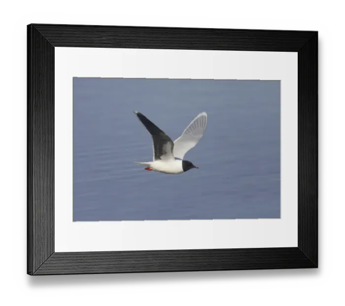 Framed Print : Little Gull (Larus minutus) adult, summer plumage, in flight over water, Hailuoto Island, Oulu, Finland