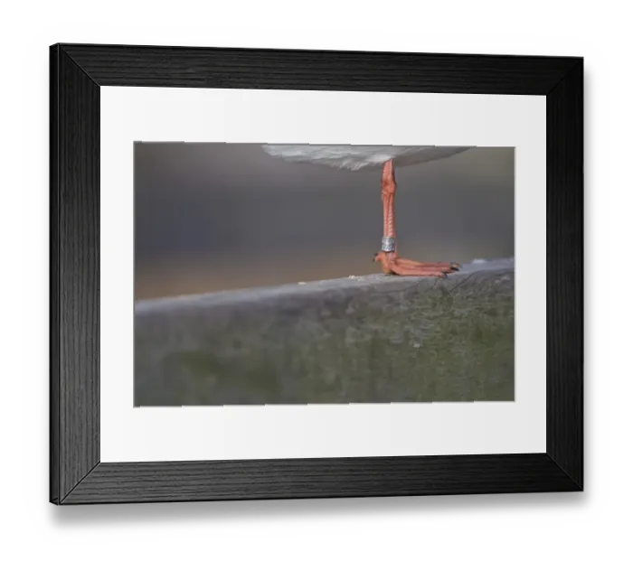 Framed Print : Little Gull (Larus minutus) adult, close-up of leg with ring, Dorset, England, november Framed Print : Little Gull (Larus minutus) adult, close-up of leg with ring, Dorset, England, november