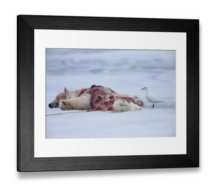 Framed Print : Ivory Gull (Pagophila eburnea) adult, feeding, scavenging on Polar Bear (Ursus maritimus) carcass, on pack ice, Spitsbergen, Svalbard, september Framed Print : Ivory Gull (Pagophila eburnea) adult, feeding, scavenging on Polar Bear (Ursus maritimus) carcass, on pack ice, Spitsbergen, Svalbard, september