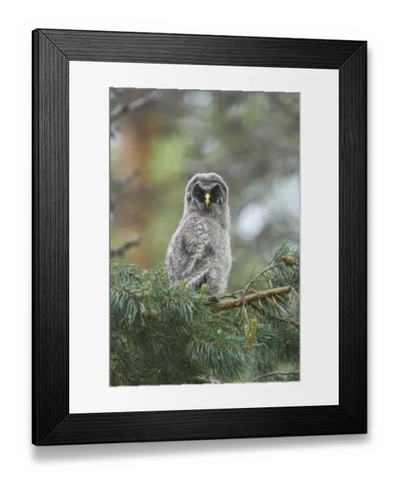 Framed Print : Great Grey Owl (Strix nebulosa) chick, perched on branch in pine tree, Oulu Region, Finland