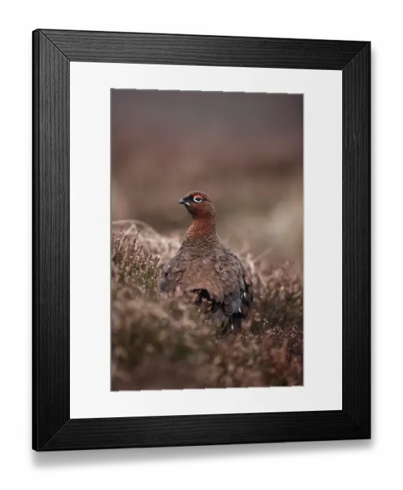 Framed Print : Red Grouse (Lagopus lagopus scoticus) adult male, standing amongst heather on moorland, Scotland, winter Framed Print : Red Grouse (Lagopus lagopus scoticus) adult male, standing amongst heather on moorland, Scotland, winter