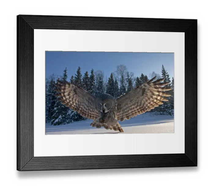 Framed Print : Great Grey Owl (Strix nebulosa) adult, backlit, in flight, hunting over snow covered ground, Finland, march Framed Print : Great Grey Owl (Strix nebulosa) adult, backlit, in flight, hunting over snow covered ground, Finland, march