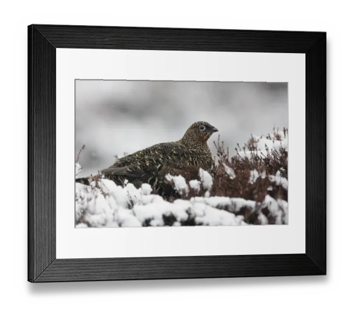 Framed Print : Red Grouse (Lagopus lagopus scoticus) adult female, standing amongst snow covered heather on moorland, Scotland, winter Framed Print : Red Grouse (Lagopus lagopus scoticus) adult female, standing amongst snow covered heather on moorland, Scotland, winter