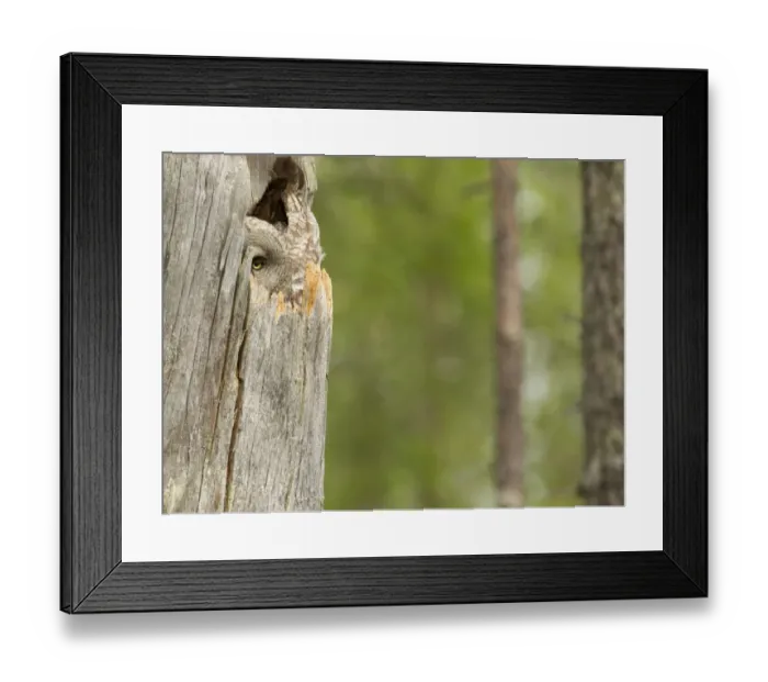 Framed Print : Great Grey Owl (Strix nebulosa) adult female, sitting at nest in hollow tree trunk, Finland, june Framed Print : Great Grey Owl (Strix nebulosa) adult female, sitting at nest in hollow tree trunk, Finland, june