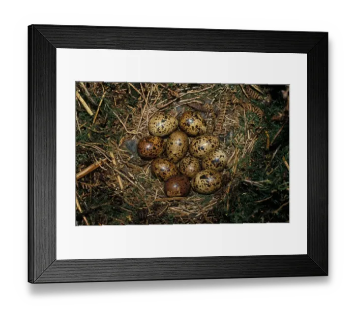 Framed Print : RedGrouse (Lapogus lagopus) Nest with eggs Framed Print : RedGrouse (Lapogus lagopus) Nest with eggs