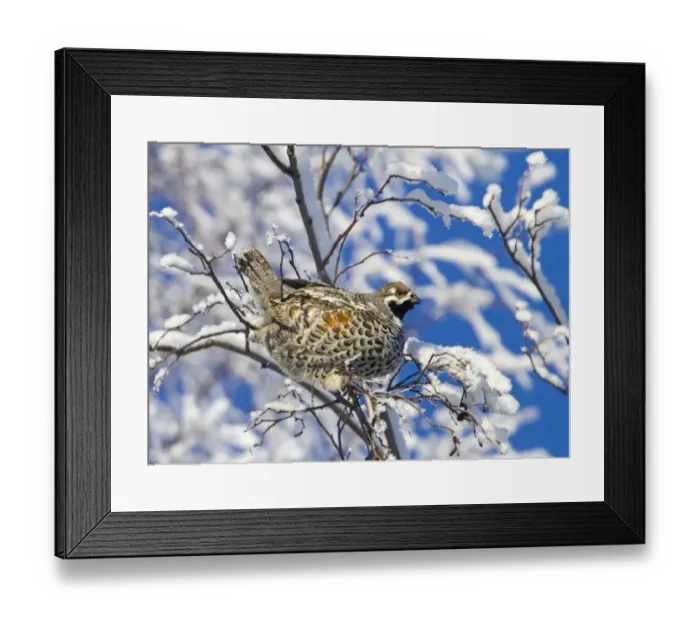 Framed Print : Hazel Grouse (Bonasa bonasia) adult male, perched in snow covered Grey Alder (Alnus incana) tree, Finland, february Framed Print : Hazel Grouse (Bonasa bonasia) adult male, perched in snow covered Grey Alder (Alnus incana) tree, Finland, february