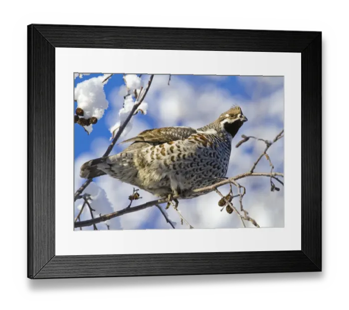 Framed Print : Hazel Grouse (Bonasa bonasia) adult male, perched in snow covered Grey Alder (Alnus incana) tree, Finland, february Framed Print : Hazel Grouse (Bonasa bonasia) adult male, perched in snow covered Grey Alder (Alnus incana) tree, Finland, february