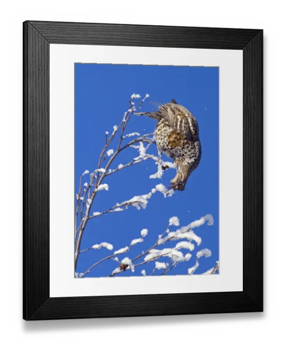 Framed Print : Hazel Grouse (Bonasa bonasia) adult female, feeding on catkins in snow covered Grey Alder (Alnus incana) tree, Finland, february Framed Print : Hazel Grouse (Bonasa bonasia) adult female, feeding on catkins in snow covered Grey Alder (Alnus incana) tree, Finland, february