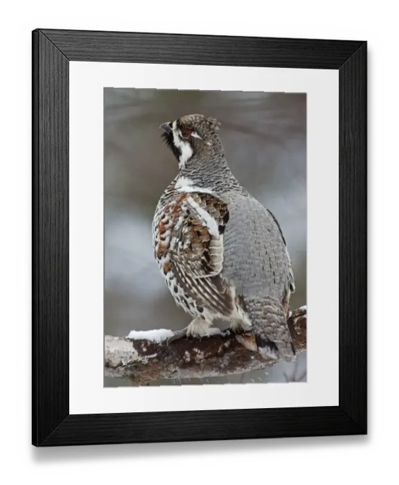 Framed Print : Hazel Grouse (Bonasa bonasia) adult male, standing on snow covered branch, Finland, april Framed Print : Hazel Grouse (Bonasa bonasia) adult male, standing on snow covered branch, Finland, april