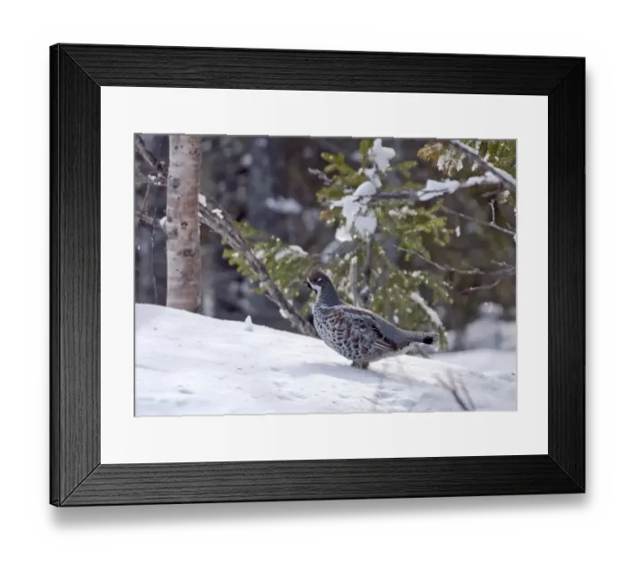 Framed Print : Hazel Grouse (Bonasa bonasia) adult male, standing in snow, Finland, may Framed Print : Hazel Grouse (Bonasa bonasia) adult male, standing in snow, Finland, may