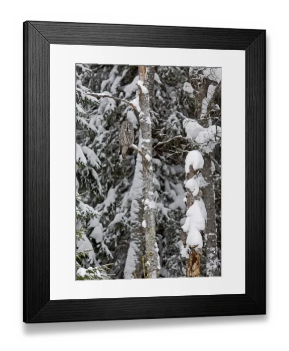 Framed Print : Great Grey Owl (Strix nebulosa) adult, perched in tree on snow covered coniferous forest edge, Finland, march Framed Print : Great Grey Owl (Strix nebulosa) adult, perched in tree on snow covered coniferous forest edge, Finland, march