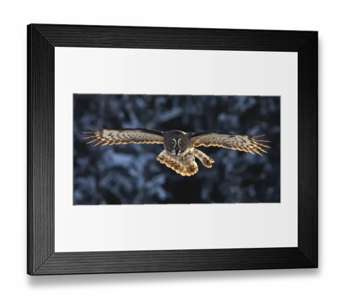 Framed Print : Great Grey Owl (Strix nebulosa) adult, in flight, backlit, with snow covered coniferous forest edge in background, Finland, march Framed Print : Great Grey Owl (Strix nebulosa) adult, in flight, backlit, with snow covered coniferous forest edge in background, Finland, march
