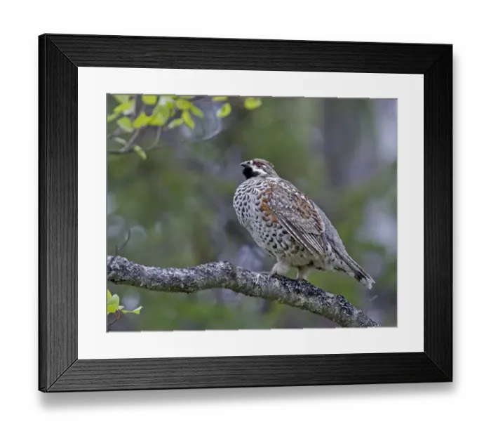 Framed Print : Hazel Grouse (Bonasa bonasia) adult male, standing on branch, Finland, june Framed Print : Hazel Grouse (Bonasa bonasia) adult male, standing on branch, Finland, june