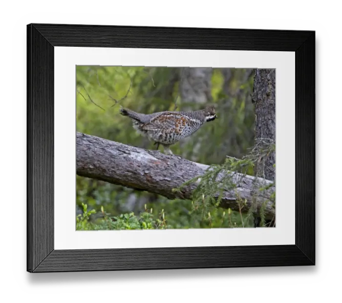 Framed Print : Hazel Grouse (Bonasa bonasia) adult male, walking on fallen tree trunk, Finland, june Framed Print : Hazel Grouse (Bonasa bonasia) adult male, walking on fallen tree trunk, Finland, june