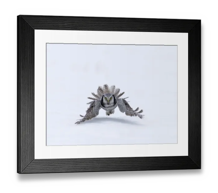 Framed Print : Northern Hawk Owl (Surnia ulula) adult, in flight over snow, with vole prey in talons, Finland, march Framed Print : Northern Hawk Owl (Surnia ulula) adult, in flight over snow, with vole prey in talons, Finland, march