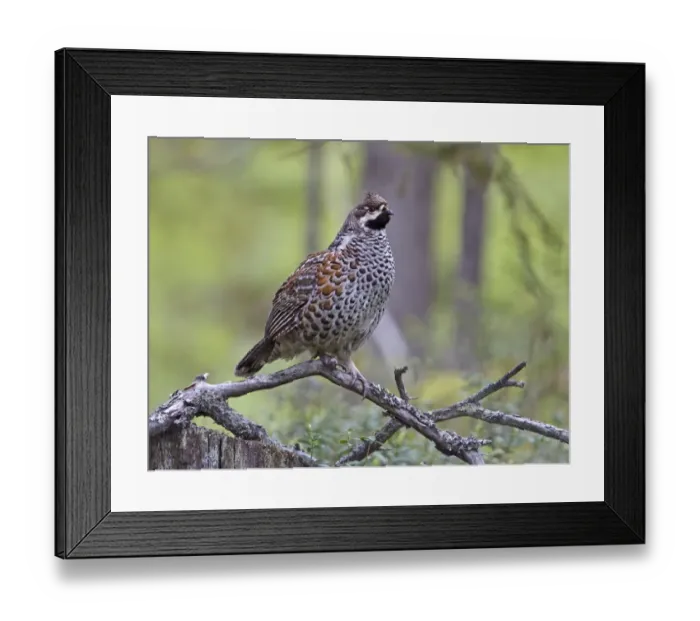 Framed Print : Hazel Grouse (Bonasa bonasia) adult male, standing on branch, Finland, june Framed Print : Hazel Grouse (Bonasa bonasia) adult male, standing on branch, Finland, june