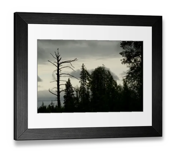 Framed Print : Northern Hawk Owl (Surnia ulula) adult, perched at top of dead pine tree, silhouetted at dusk in boreal forest habitat, Finland, june Framed Print : Northern Hawk Owl (Surnia ulula) adult, perched at top of dead pine tree, silhouetted at dusk in boreal forest habitat, Finland, june