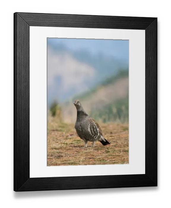 Framed Print : Blue Grouse (Dendragapus obscurus) adult male, standing, Montana, U. S. A. november Framed Print : Blue Grouse (Dendragapus obscurus) adult male, standing, Montana, U. S. A. november