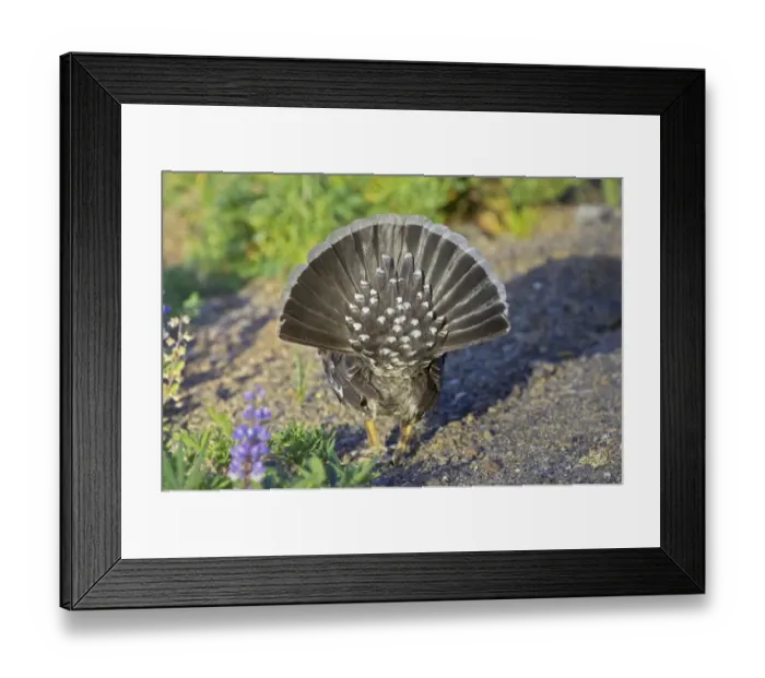 Framed Print : Blue Grouse (Dendragapus obscurus) adult male, rear view of fanned tail, in courtship display, Hurricane Ridge, Olympic N. P. Washington State, U. S. A Framed Print : Blue Grouse (Dendragapus obscurus) adult male, rear view of fanned tail, in courtship display, Hurricane Ridge, Olympic N. P. Washington State, U. S. A