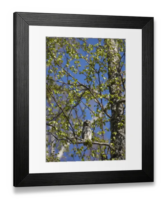 Framed Print : Northern Hawk Owl (Surnia ulula) mature chick, recently fledged, perched on branch in birch tree, Northern Finland Framed Print : Northern Hawk Owl (Surnia ulula) mature chick, recently fledged, perched on branch in birch tree, Northern Finland