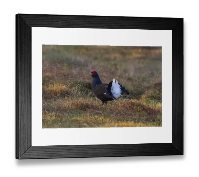 Framed Print : Black Grouse (Tetrao tetrix) adult male, calling and displaying at lek, Wales, april Framed Print : Black Grouse (Tetrao tetrix) adult male, calling and displaying at lek, Wales, april