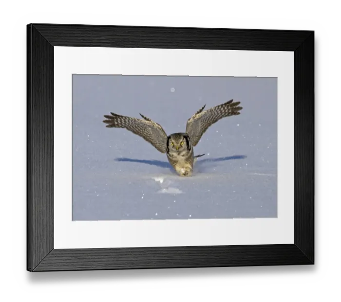 Framed Print : Northern Hawk Owl (Surnia ulula) adult, in flight, swooping on vole prey in snow, Finland, february Framed Print : Northern Hawk Owl (Surnia ulula) adult, in flight, swooping on vole prey in snow, Finland, february