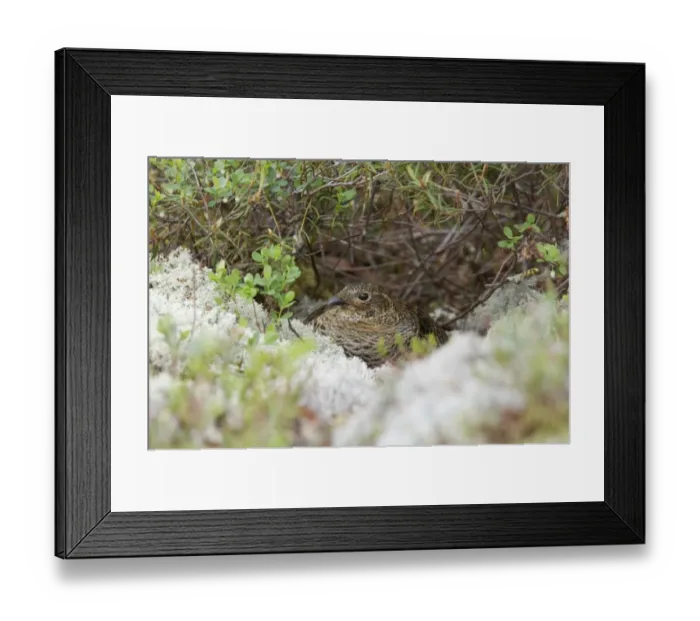 Framed Print : Black Grouse (Tetrao tetrix) adult female, sitting on nest, Finland