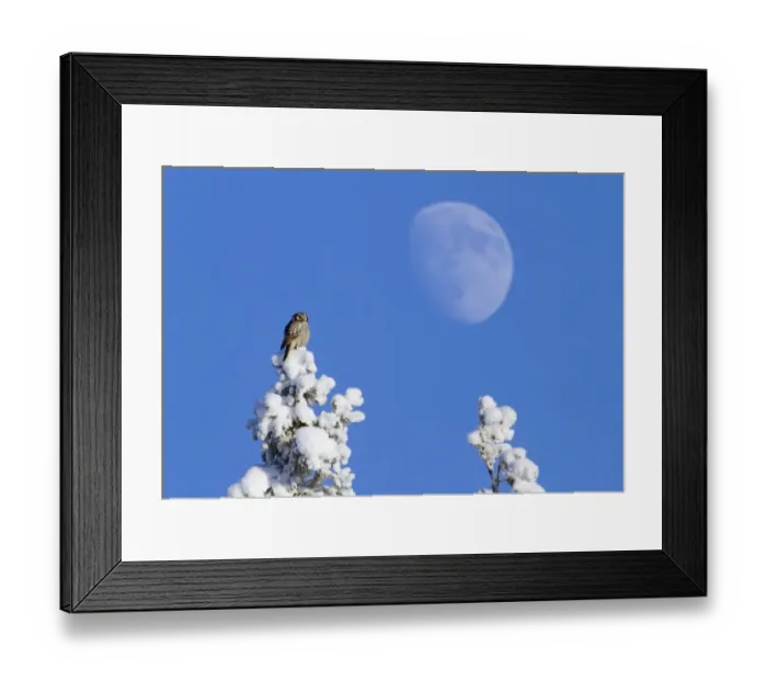 Framed Print : Northern Hawk Owl (Surnia ulula) adult, perched on snow covered Norway Spruce (Picea abies) treetop, with Moon in background, Finland, february Framed Print : Northern Hawk Owl (Surnia ulula) adult, perched on snow covered Norway Spruce (Picea abies) treetop, with Moon in background, Finland, february