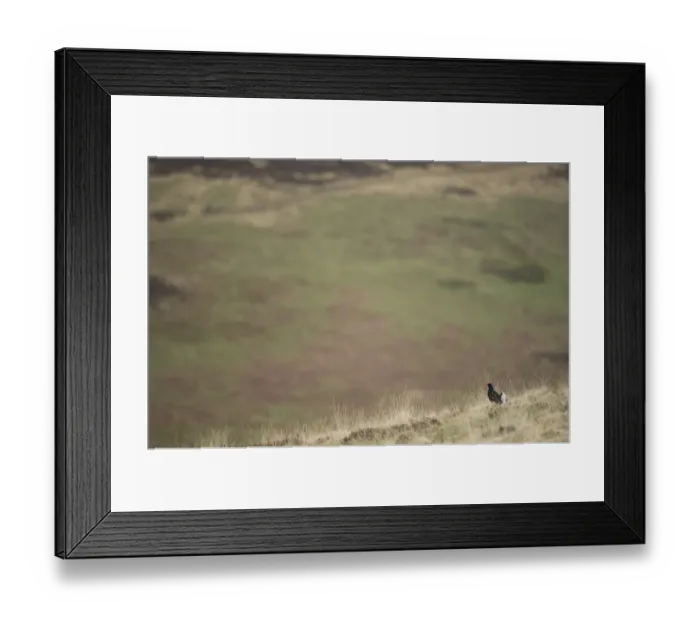 Framed Print : Black Grouse (Tetrao tetrix) adult male, displaying on open moorland habitat at dawn, Scotland, april Framed Print : Black Grouse (Tetrao tetrix) adult male, displaying on open moorland habitat at dawn, Scotland, april