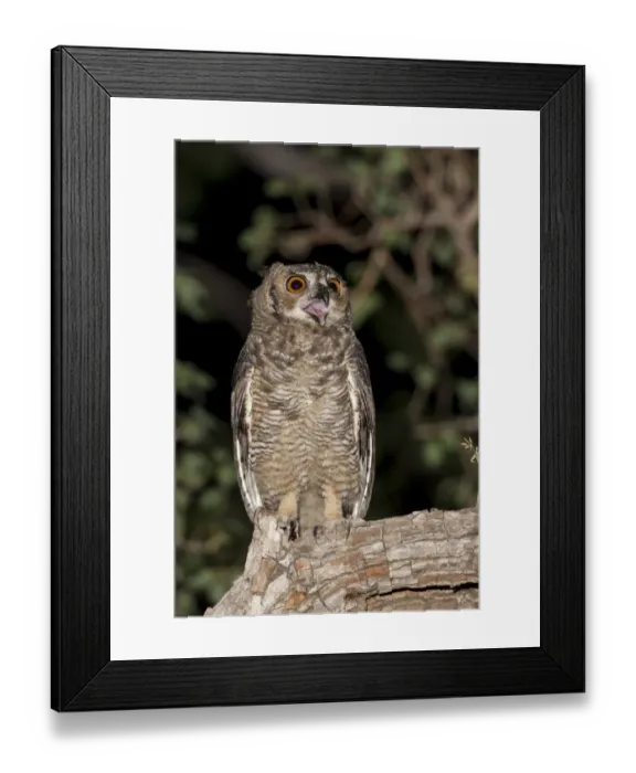 Framed Print : Great Horned Owl (Bubo virginianus nacurutu) adult, with beak open, perched on branch at night, Pantanal, Mato Grosso, Brazil