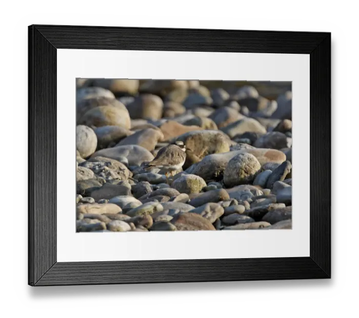 Framed Print : Long-billed Plover (Charadrius placidus) adult, standing amongst stones on island in river, Arunachal Pradesh, India, january Framed Print : Long-billed Plover (Charadrius placidus) adult, standing amongst stones on island in river, Arunachal Pradesh, India, january
